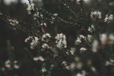 Close-up of pine tree branch