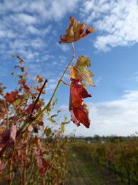 Close-up of autumn leaves on tree against sky