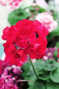 Close-up of pink flowers blooming outdoors