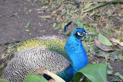 High angle view of peacock perching on tree