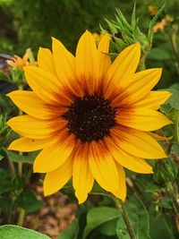 Close-up of yellow flower