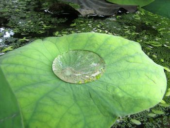 Plant growing in sunlight