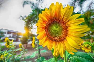 Close-up of sunflower