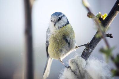 Close-up of bird perching on branch