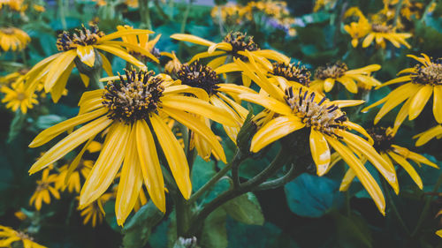 Close-up of yellow flowering plant