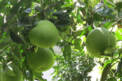 Low angle view of apple on tree