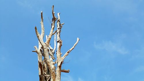 Low angle view of bare tree against blue sky