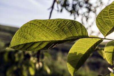 Close-up of green leaves