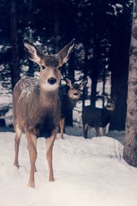 Portrait of deer