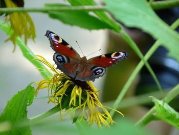 Close-up of butterfly perching on flower