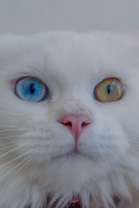 Close-up portrait of a cat