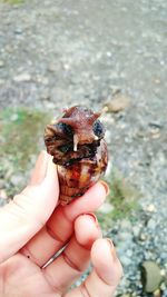 Close-up of hand holding small