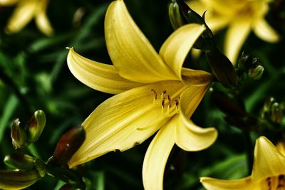 Close-up of yellow flower