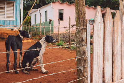 View of dogs in ranch against buildings