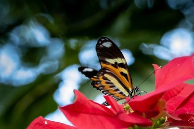 Close-up of butterfly pollinating on flower