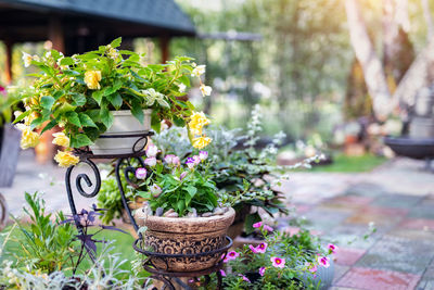 Potted plants in yard