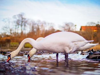 Side view of swans in water