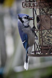 Close-up of bluejay perching on a feeder