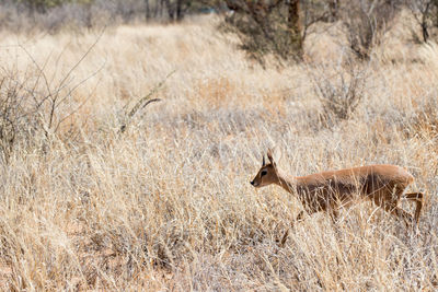 Cute young springbock walking alone with dry plants around. namibia, africa