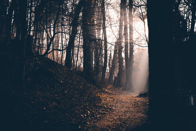 View of trees in forest