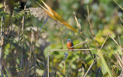 Close-up of bird perching on branch