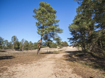 View of the open space of the inland dune waltersberge in brandenburg with blue sky in spring.
