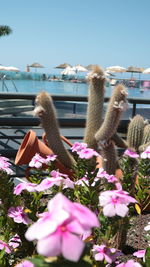 Close-up of flowers on beach against clear sky