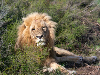 Lion relaxing on field