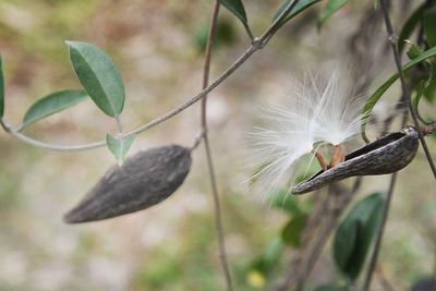 Close-up of bird