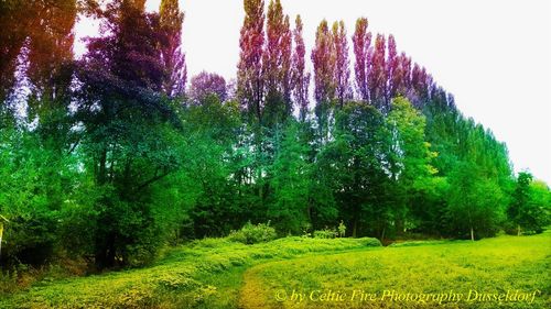 Trees on field against sky