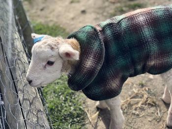 Close-up of sheep