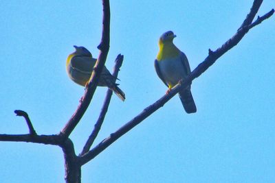 Low angle view of bird perching on tree against blue sky