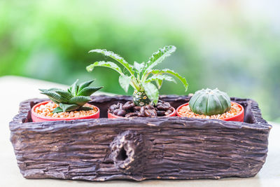 Close-up of fresh fruits in basket