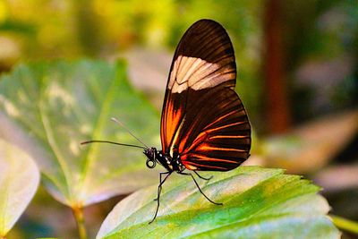 Close-up of butterfly on leaf