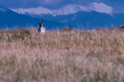 View of antelope in field