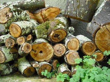 Close-up of logs in forest