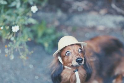 Close-up portrait of dog