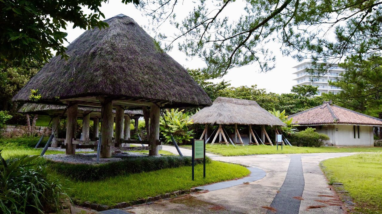 plant, tree, roof, architecture, thatched roof, built structure, nature, building, grass, sky, building exterior, no people, land, growth, hut, day, house, outdoors, tranquility, gazebo