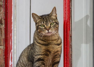 Portrait of tabby cat on window
