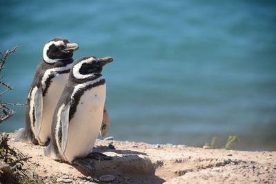 Couple of magallanes penguins 