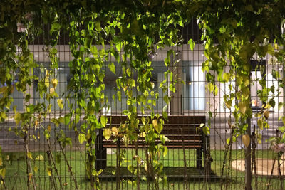 Plant covered fence in park