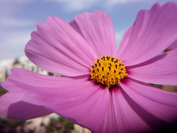 Close-up of pink flower blooming outdoors