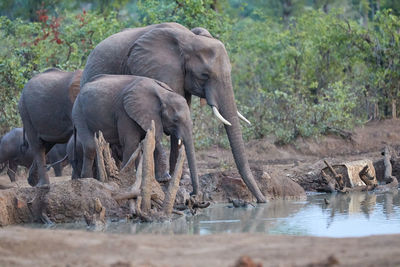 A herd of african elephants drinking at a waterhole