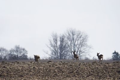 Animals running on land against sky