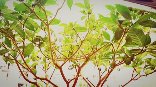 Low angle view of leaves on tree