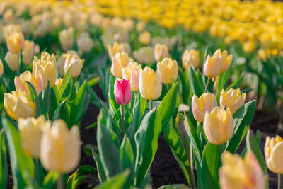 Beautiful tulips in flower garden on black and white in different color concept.