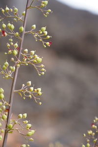 Close-up of yellow flowering plant