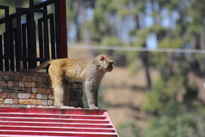 Monkey looking away