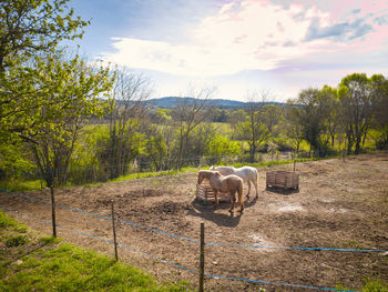 Sheep on field by fence against sky