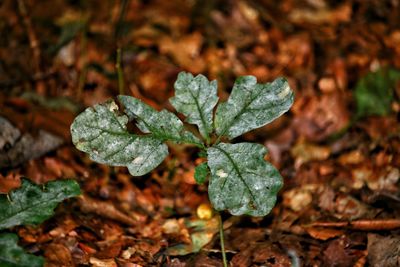 Close-up of plant